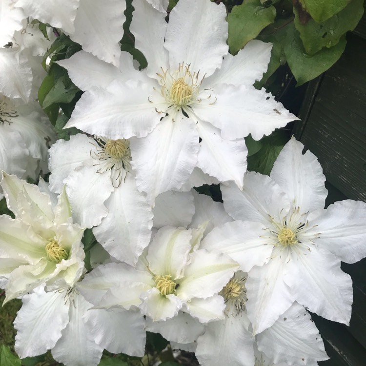 Plant image Clematis 'Gillian Blades'