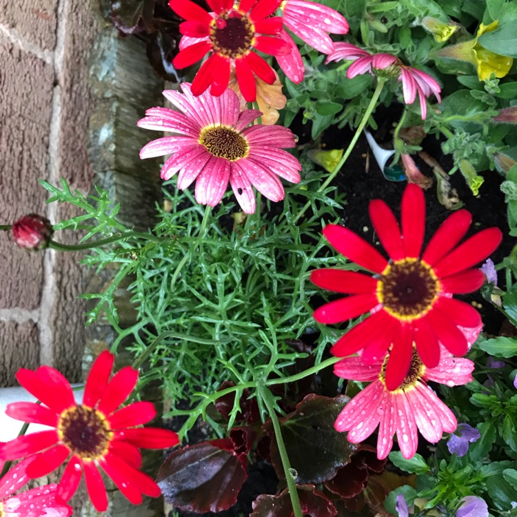 Plant image Argyranthemum 'Pink Halo'