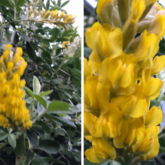 Plant image Argyrocytisus Battandieri syn. Cytisus battandieri