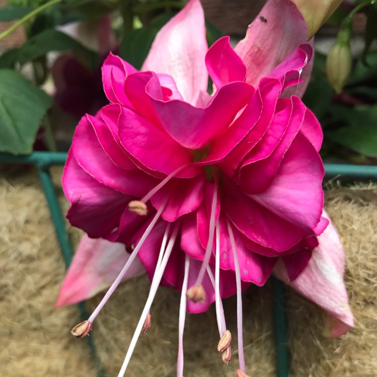 Plant image Fuchsia 'Bella Rosella'