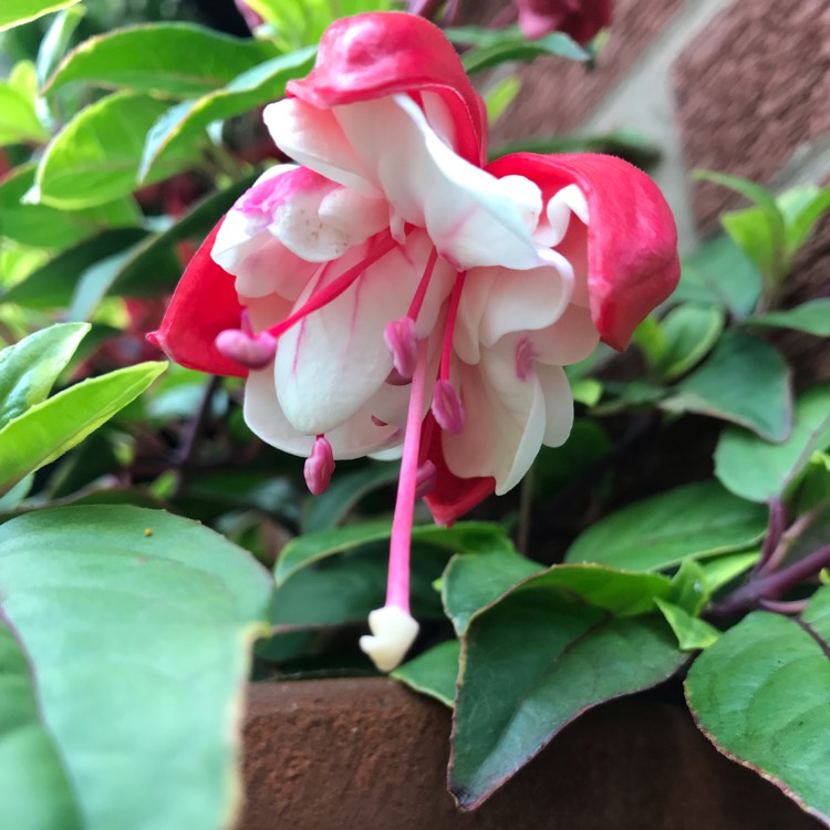 Plant image Fuchsia 'Golden Swingtime'