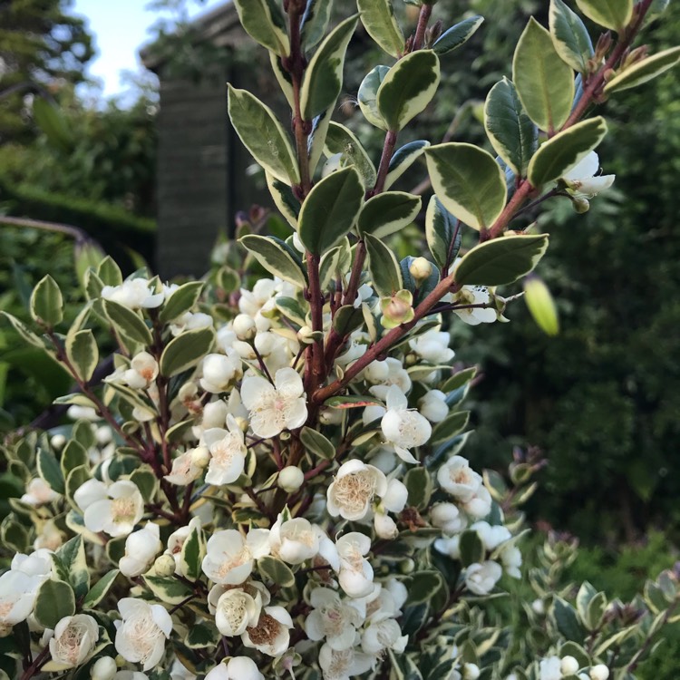 Plant image Myrtus Communis 'Variegatus'