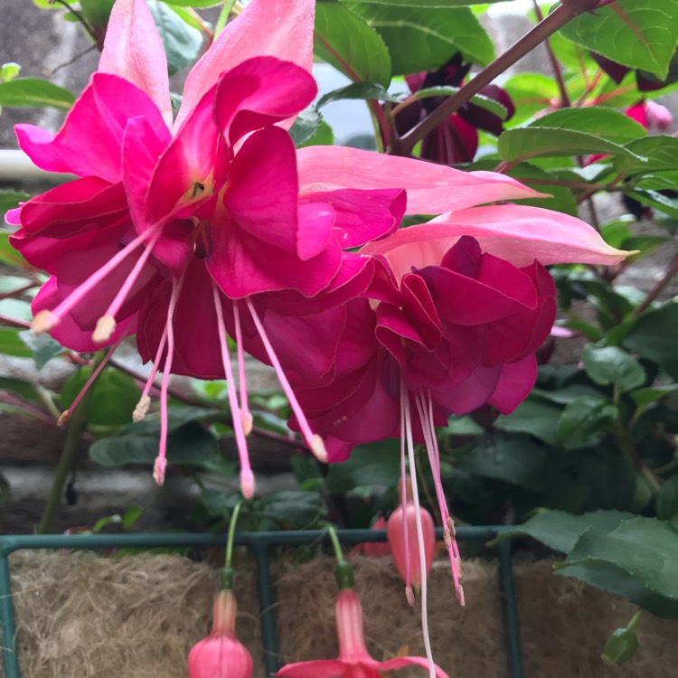 Plant image Fuchsia 'Bella Rosella'