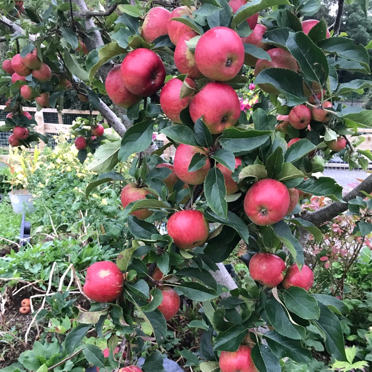 Plant image Malus domestica 'Jonagold'