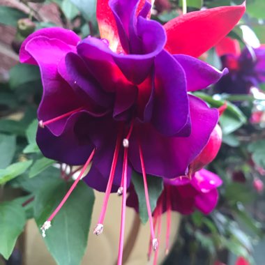 Fuchsia 'Voodoo'