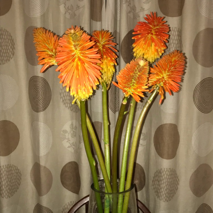 Plant image Kniphofia