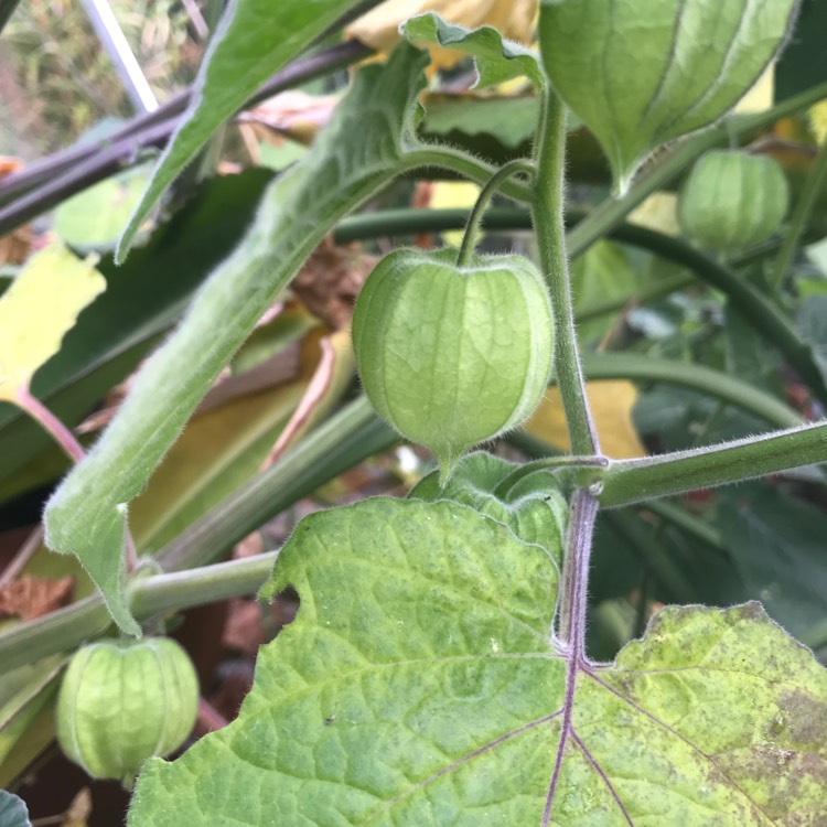 Plant image Physalis peruviana