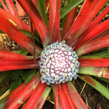 Fascicularia Pitcairnifolia