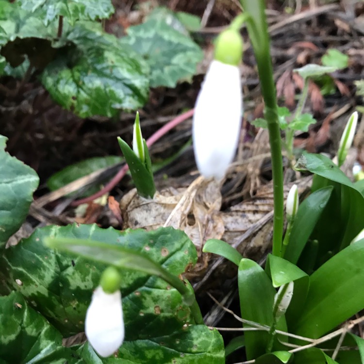 Plant image Galanthus woronowii