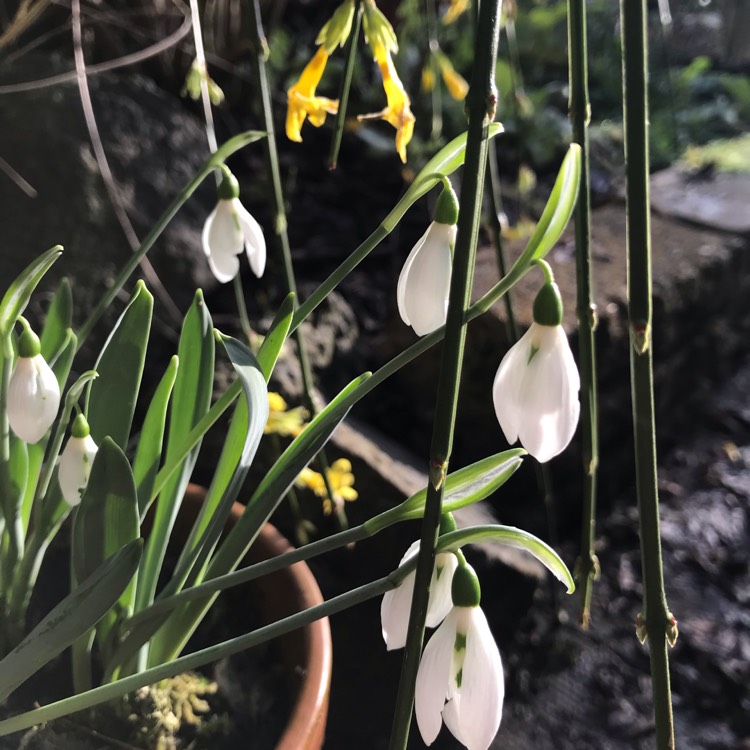 Plant image Galanthus 'Snow Fox'