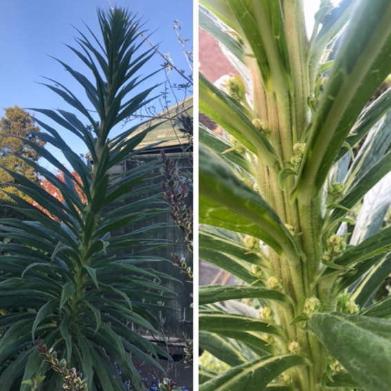 Plant image Echium