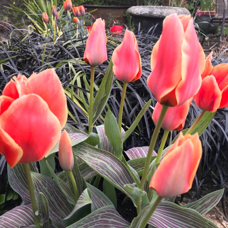 Plant image Tulipa 'Calypso'