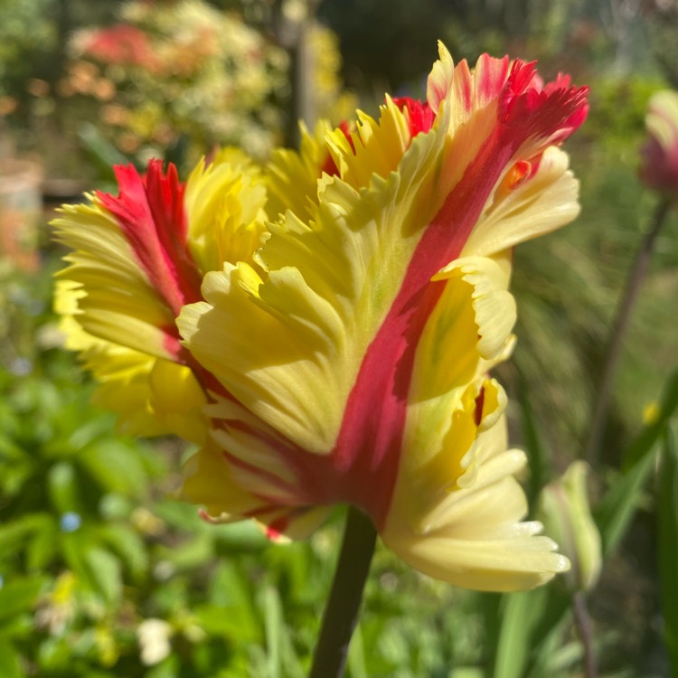 Plant image Tulipa 'Flaming Parrot'