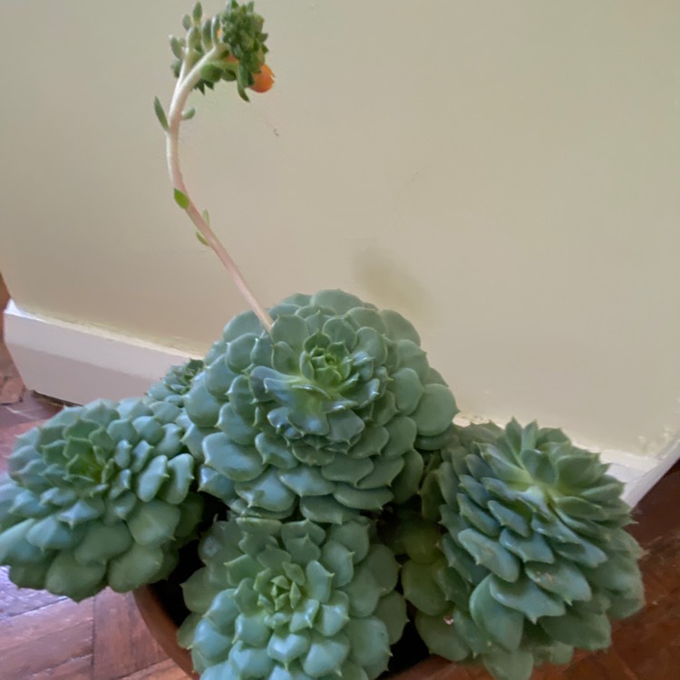 Plant image Echeveria Derosa