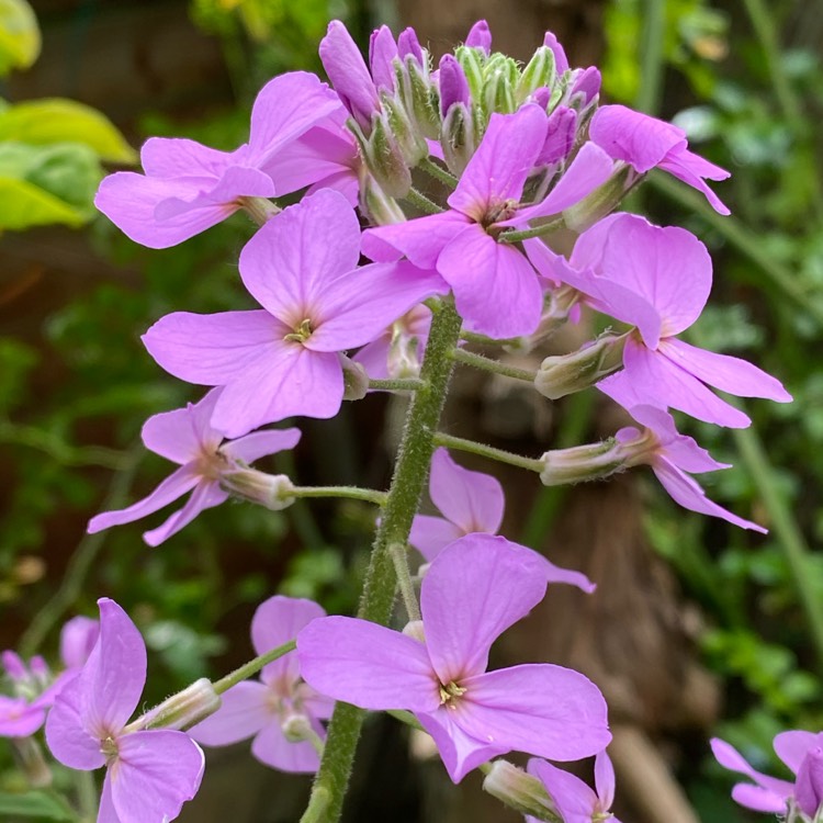 Plant image Hesperis Purpurea