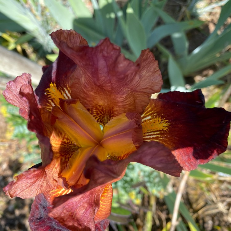 Plant image Iris x germanica 'Carnival Time'