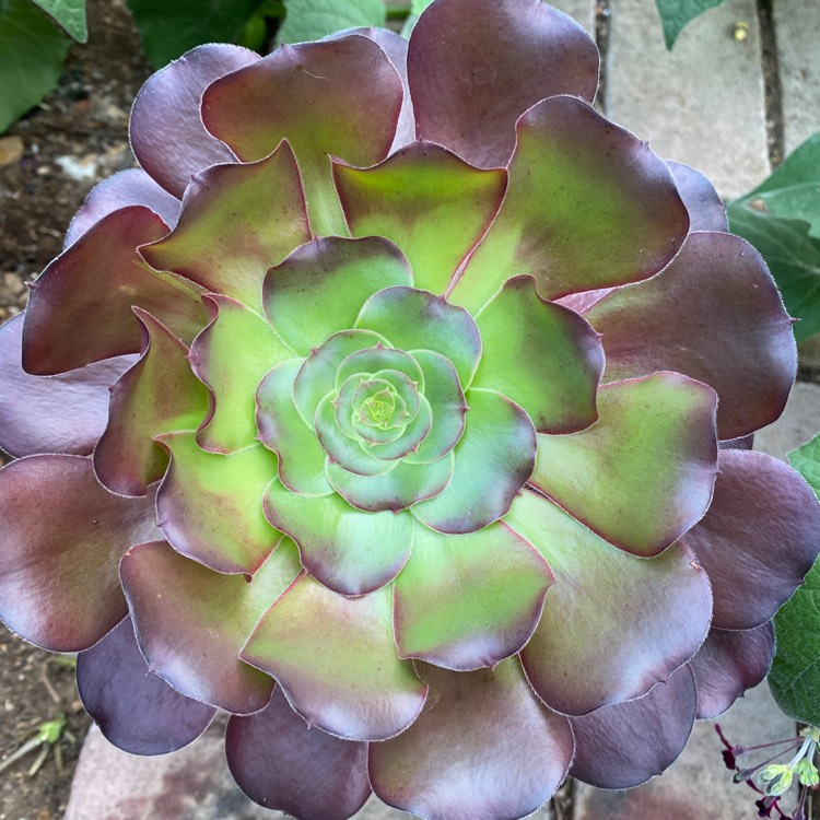 Plant image Aeonium Voodoo