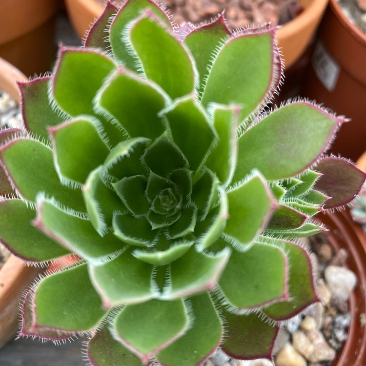 Plant image Aeonium Firecracker