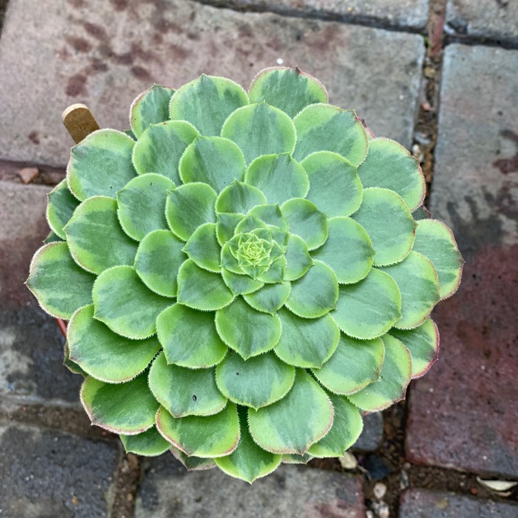 Plant image Aeonium ‘Fiesta'