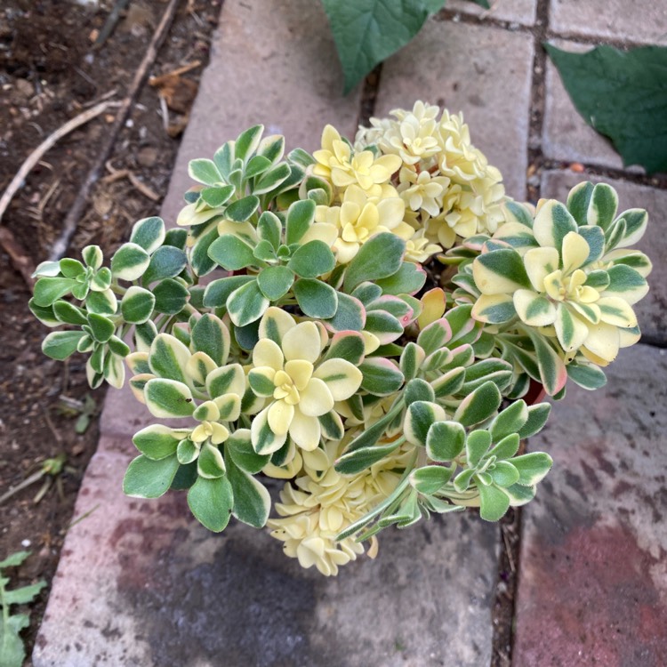 Plant image Aeonium Domesticum Variegata