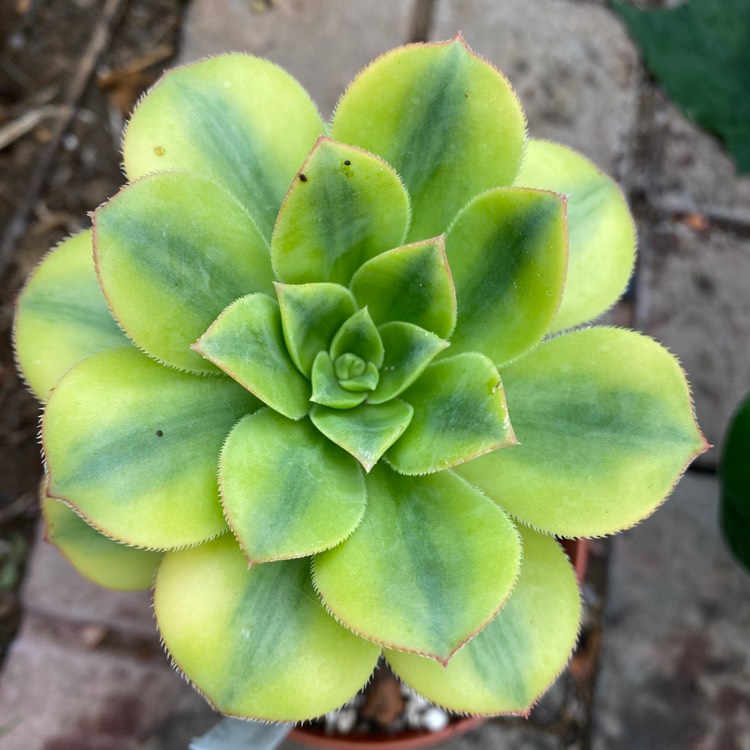 Plant image Aeonium Starburst