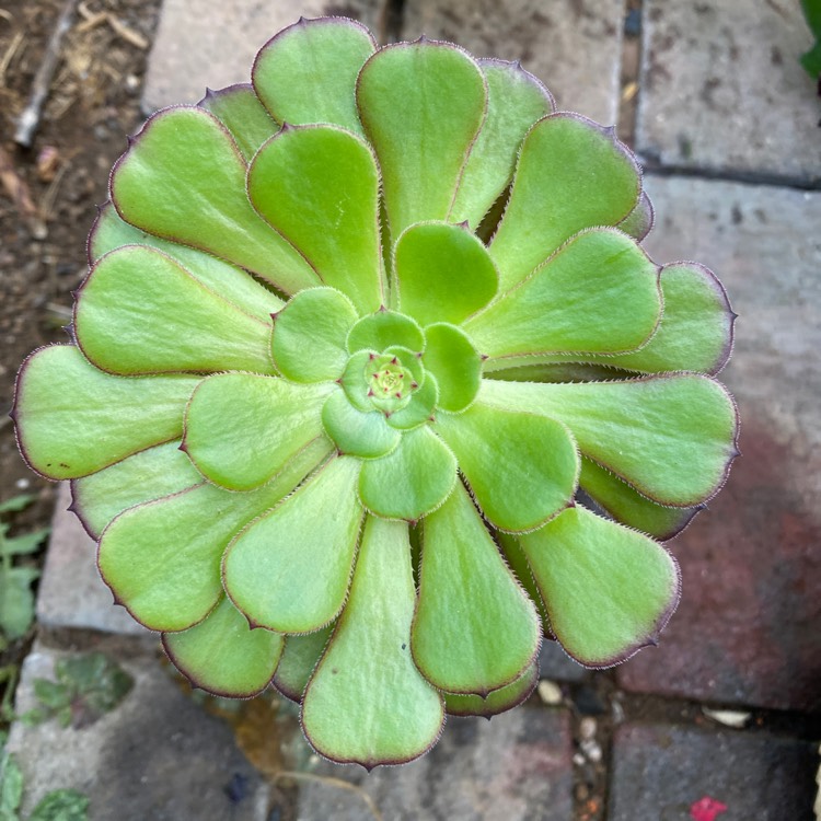 Plant image Aeonium Copper Kettle