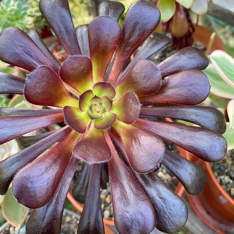 Plant image Aeonium Schwarzkopf