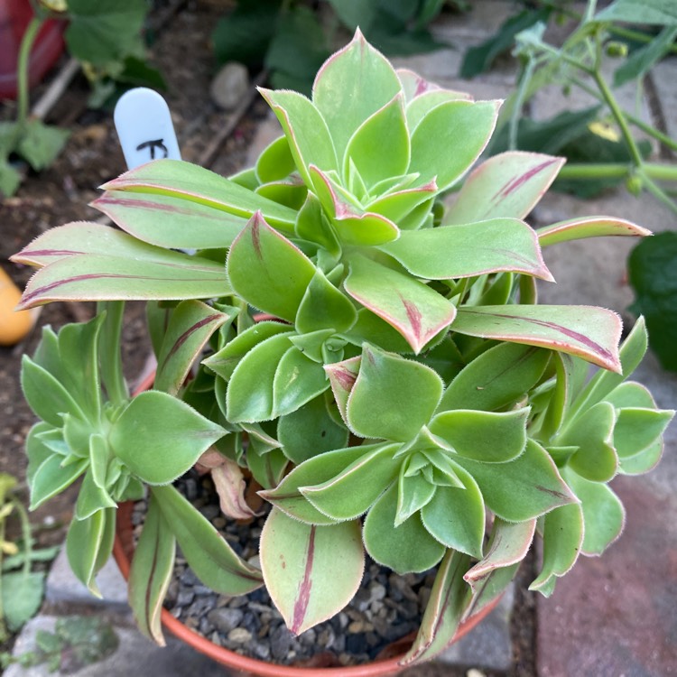 Plant image Aeonium Leucoblepharum