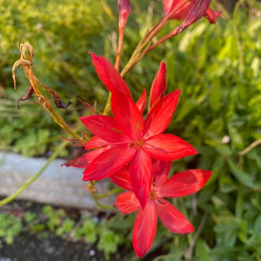 Crimson Flag Lily