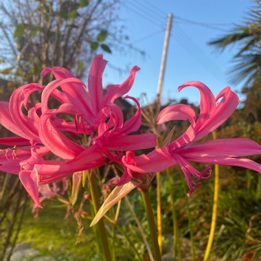 Nerine