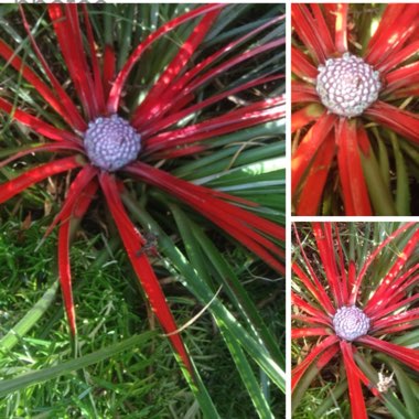 Fascicularia Pitcairnifolia