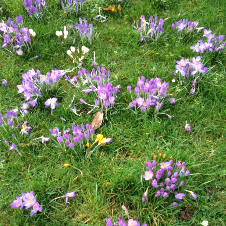 Plant image Crocus tommasinianus