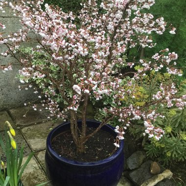 Prunus incisa 'Kojo-no-mai'