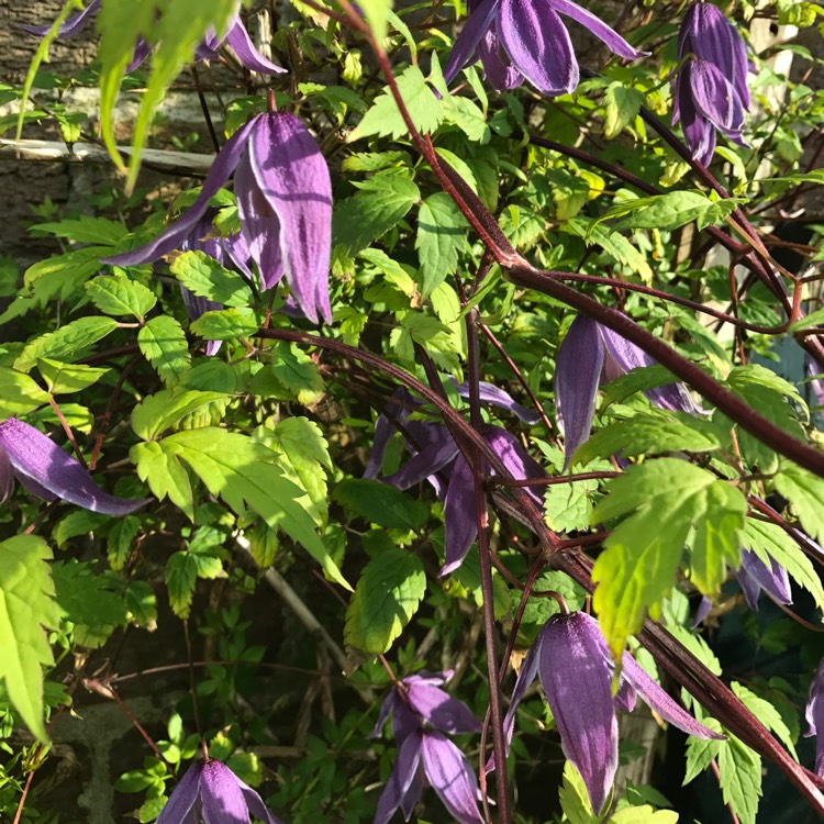 Plant image Clematis alpina