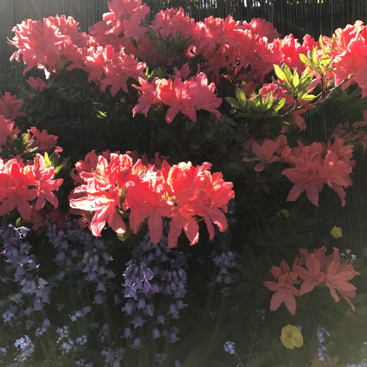 Plant image Rhododendron 'Mollis'