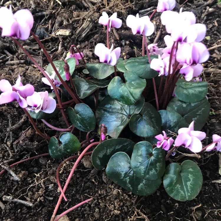 Plant image Cyclamen coum