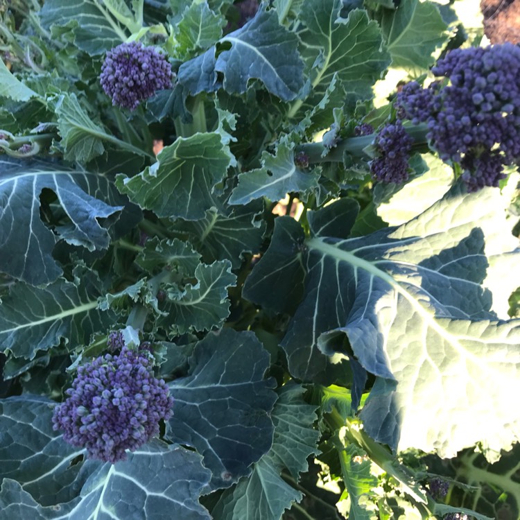 Plant image Brassica oleracea (Italica Group) 'Purple Sprouting'