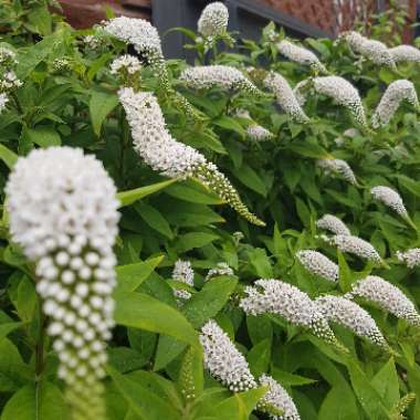 Gooseneck Loosestrife