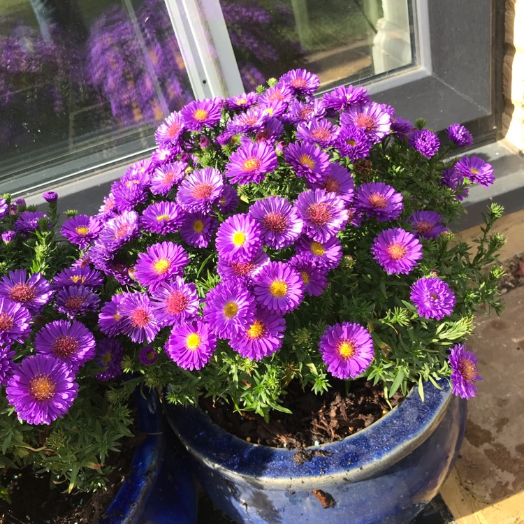 Plant image Aster lateriflorus 'Lady In Blue'