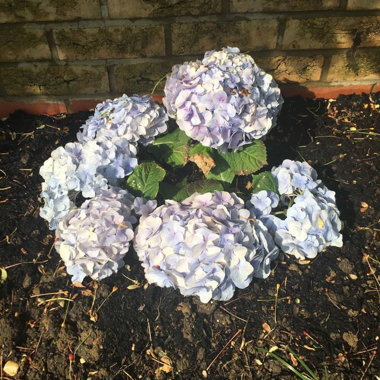 Plant image Hydrangea macrophylla 'Champagne'