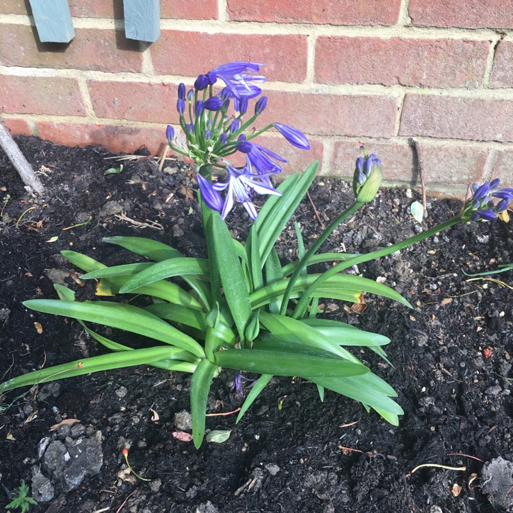 Plant image Agapanthus 'Charlotte'