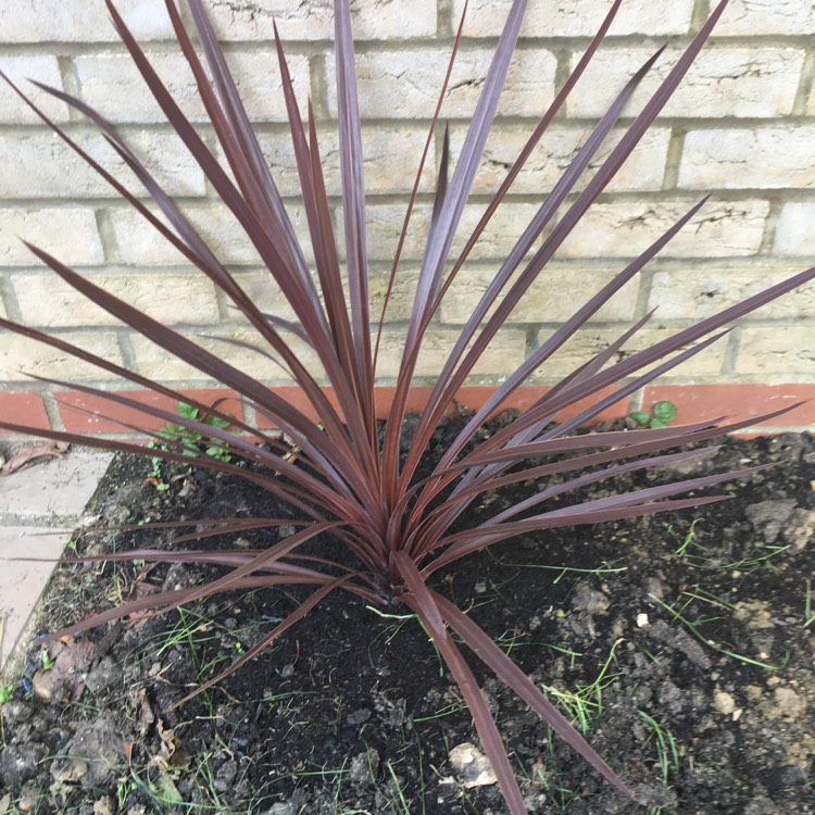 Cordyline 'Red Star', Cabbage Tree 'Red Star' - uploaded by @dawie