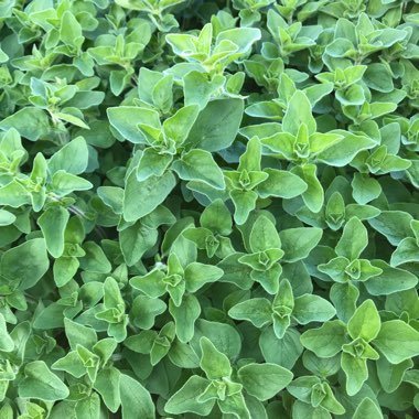 Italian Oregano