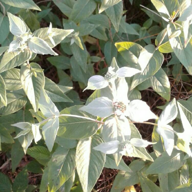 Plant image Pycnanthemum Virginianum