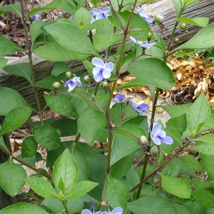 Blue Glorybower