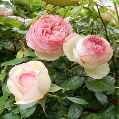 Rose 'Eden Rose 88' (Climbing)