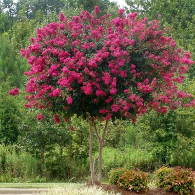 Crepe Myrtle