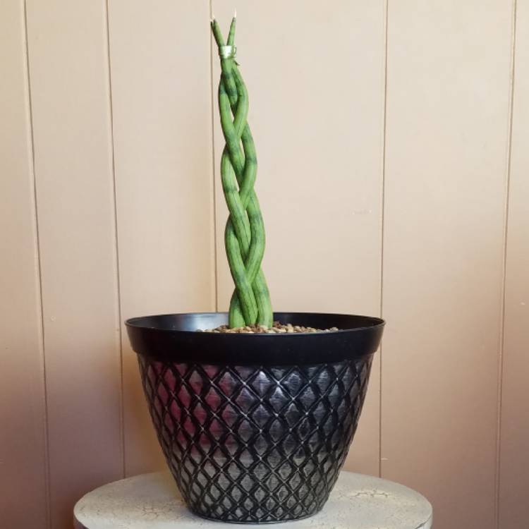 Plant image Sansevieria bacularis Cylindrica