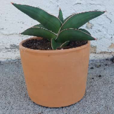 Sansevieria ehrenbergii 'Samurai Dwarf'