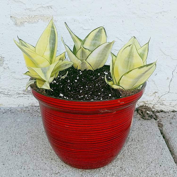 Plant image Sansevieria trifasciata 'Golden Hahnii'